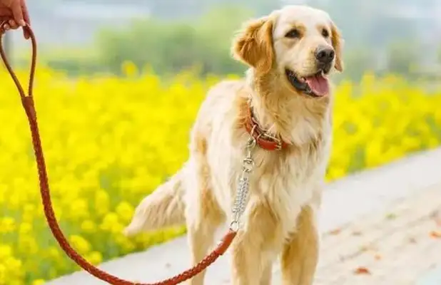The victim's family claims 1.57 million for the accident caused by the dog without the rope! The judge tells you how important the dog rope is