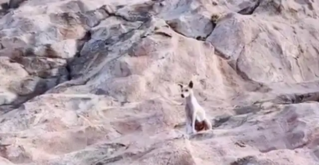 A stray dog in the mountains who spends a hard time with a climber, who can't afford to take it away. It's..
