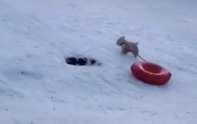 Dogs fall in love with skiing, they drag their inflatable cushions up the slope, and they slide down