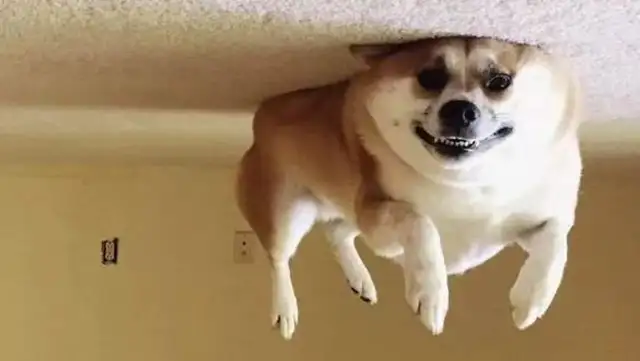 The newest way to shoot a dog on the Internet, the dogs are all balloons, flying into the ceiling. Let's go