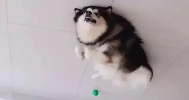 The newest way to shoot a dog on the Internet, the dogs are all balloons, flying into the ceiling. Let's go