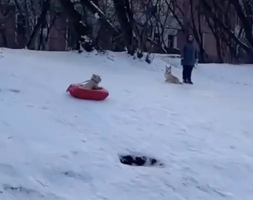Dogs fall in love with skiing, they drag their inflatable cushions up the slope, and they slide down