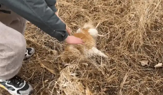I think I've met the beauty of a dog thief
