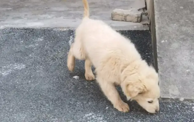 I ran into a stray dog like I'd been looking for food
