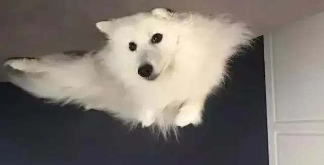The newest way to shoot a dog on the Internet, the dogs are all balloons, flying into the ceiling. Let's go