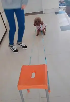 The master's got a leash, Teddy's been arrested and he's playing with him