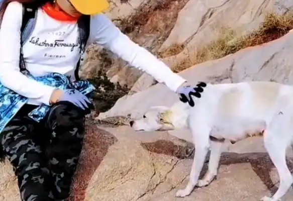 A stray dog in the mountains who spends a hard time with a climber, who can't afford to take it away. It's..