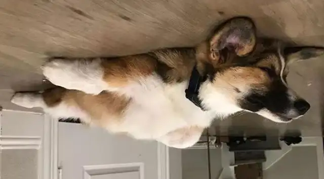 The newest way to shoot a dog on the Internet, the dogs are all balloons, flying into the ceiling. Let's go
