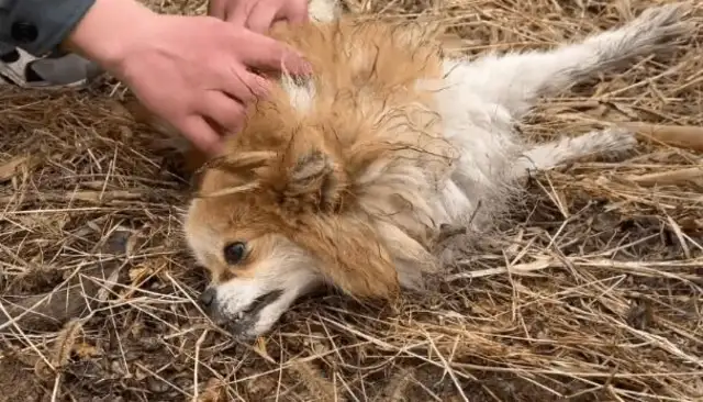 I think I've met the beauty of a dog thief