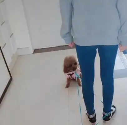 The master's got a leash, Teddy's been arrested and he's playing with him