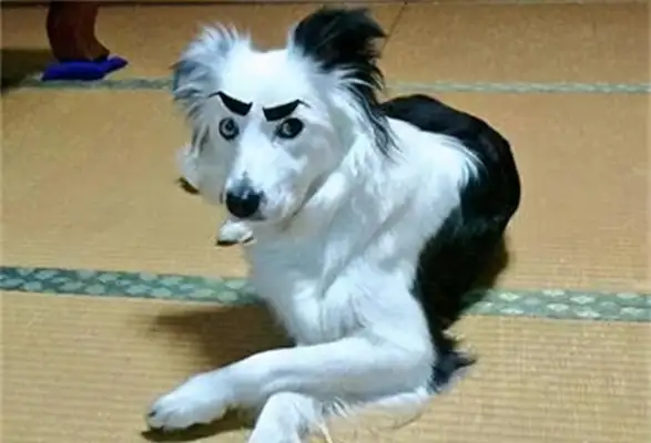 He put a false eyebrow on the dog and laughed: 