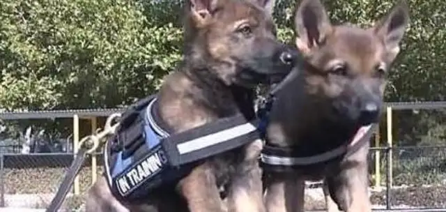 In the course of his training, the dogs were drowsing: no, no, no, no. Yes