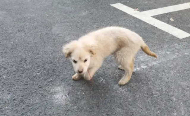 I ran into a stray dog like I'd been looking for food