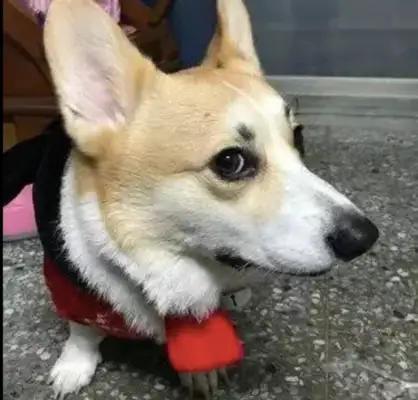 Netizens sent Kirky to their girlfriend's house, and she used the dog as a cell phone