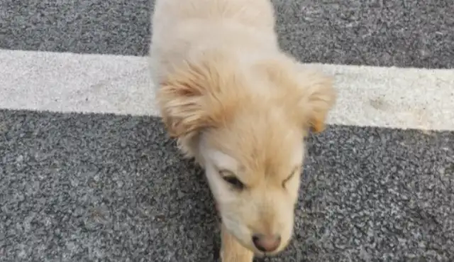 I ran into a stray dog like I'd been looking for food