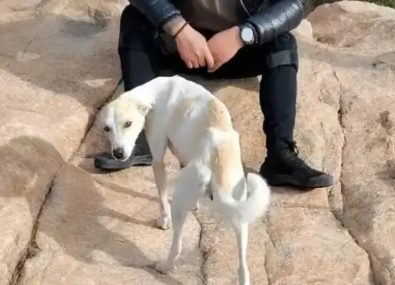 A stray dog in the mountains who spends a hard time with a climber, who can't afford to take it away. It's..