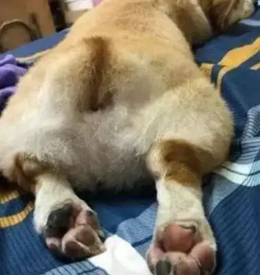 Netizens sent Kirky to their girlfriend's house, and she used the dog as a cell phone