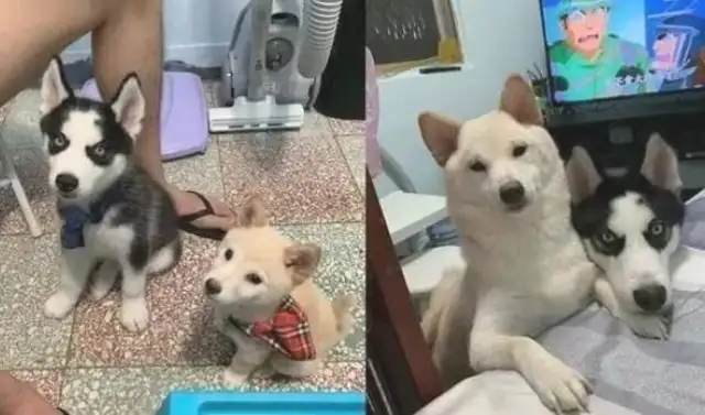 Chai dogs make this gesture to make the difference: we know who the big brother is