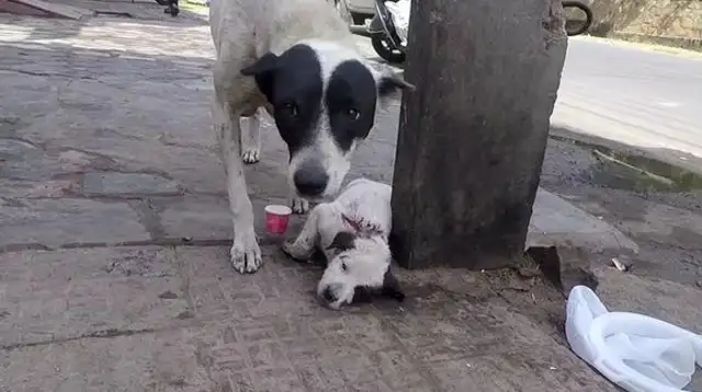 She's on the street looking for help, and she's lying on her feet