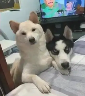 Chai dogs make this gesture to make the difference: we know who the big brother is