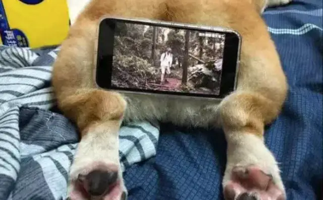 Netizens sent Kirky to their girlfriend's house, and she used the dog as a cell phone