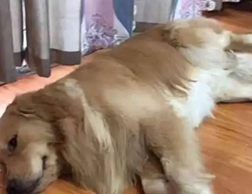 The low-intensity owner had to blow the air conditioning, and when the golden hair did it, the owner: Lose