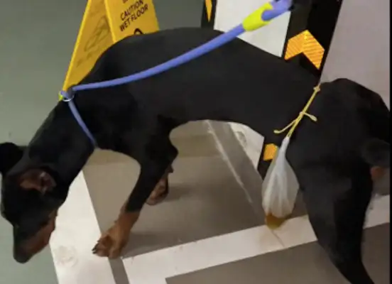 Take the dog to the parking lot to make sure he doesn't piss. Put a plastic bag on his waist