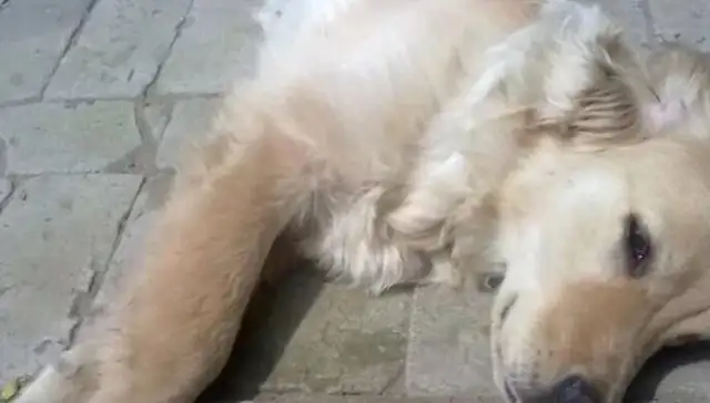 You can't bury a dog when he's dead? Many dogs don't understand. What's the basis
