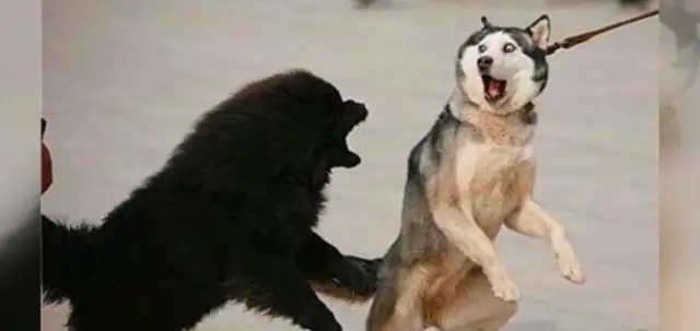 Why does one of the two dogs lose when they fight? Today's the day