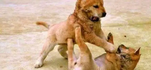 Why does one of the two dogs lose when they fight? Today's the day