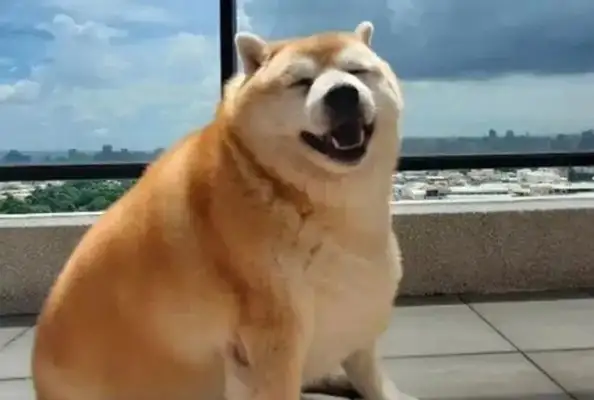 The dog grew up with a seal, and when the master spoke of his appetite, he surprised everyone