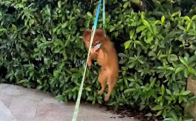 The dog's towed ropes are tied together. Big dog just hangs the dog on the tree. Forgive me for laughing