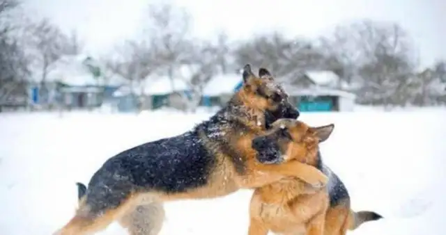 Why does one of the two dogs lose when they fight? Today's the day