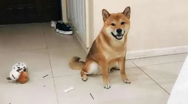When the master comes home from work, the gills laugh at the door, but the master is not so happy