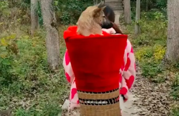 After the village dog got sick, the master walked five kilometers to see him