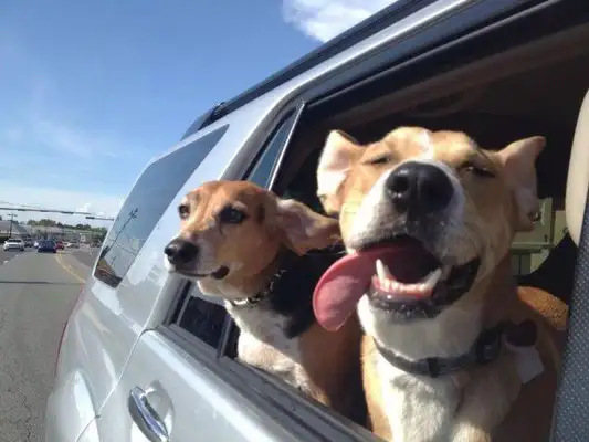 There's traffic, a dog with a toy showing off to another dog: Do you
