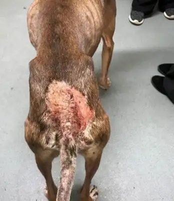 There's been a terrible dog abuse in England. Eye