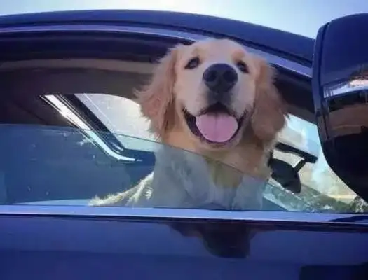 There's traffic, a dog with a toy showing off to another dog: Do you