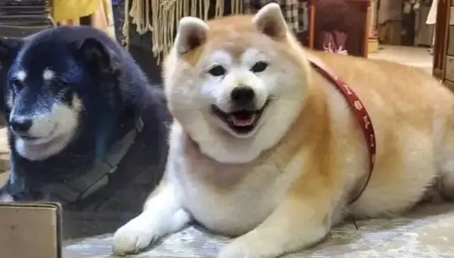The dog grew up with a seal, and when the master spoke of his appetite, he surprised everyone