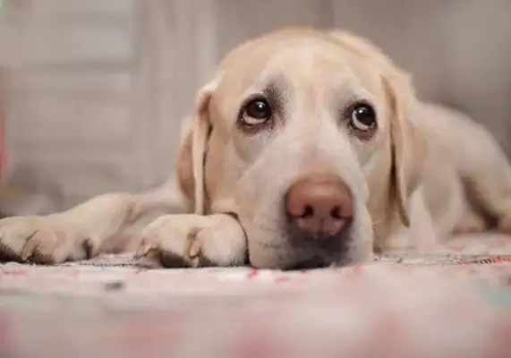 Caring knowledge: dog mites, introduction to three measures to deal with mites