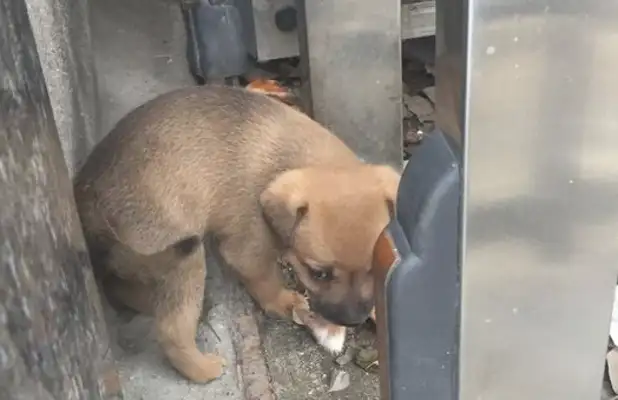 He went to take his grandson to school and saw a puppy outside the school. He was so cute