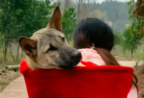 After the village dog got sick, the master walked five kilometers to see him
