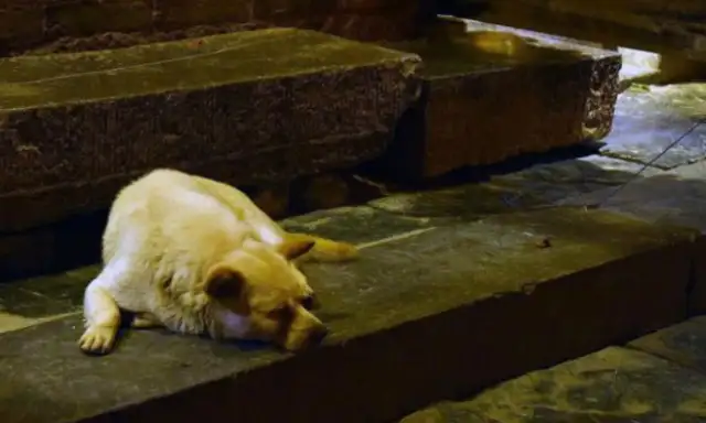 It's a dog, a dog