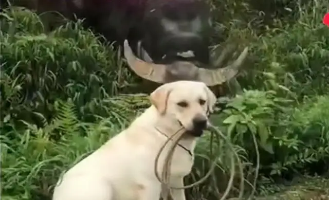 A pet dog growing up in the country. He comes home every day with a cow. Hands