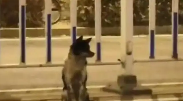 The master was killed and the dog was waiting 80 days to leave