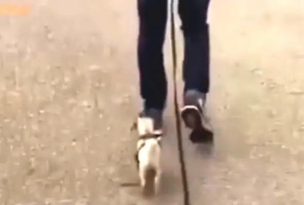 When the dog walks, it's broken and the master doesn't notice it. The dog's voice is funny