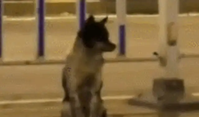 The master was killed and the dog was waiting 80 days to leave