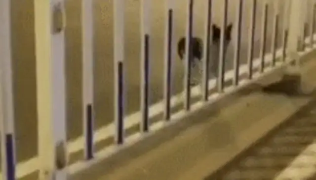 The master was killed and the dog was waiting 80 days to leave