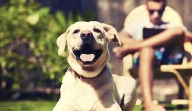 It's good to have a dog, not only to accompany the child, but also to cure