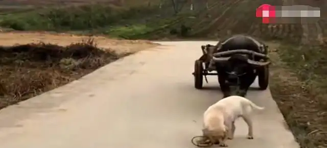 A pet dog growing up in the country. He comes home every day with a cow. Hands